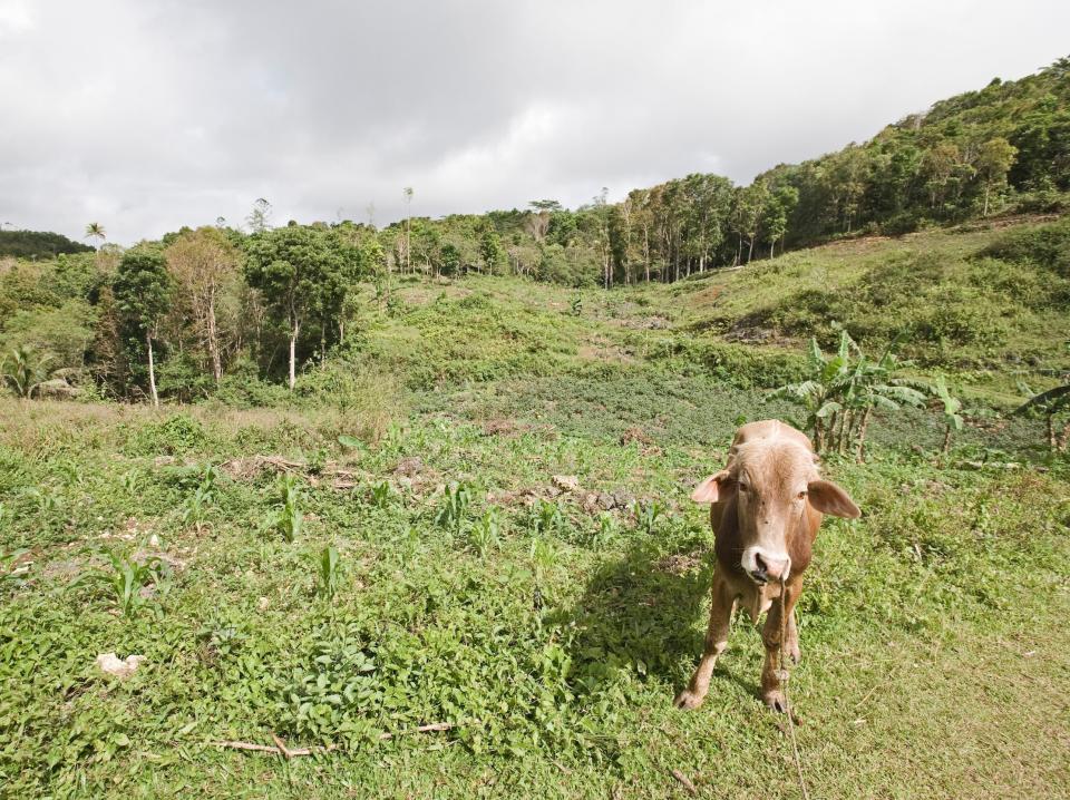 Slash and burn forest clearance with calf, Alcoy Forest, Cebu, Philippines.