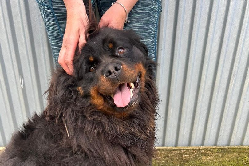 Pictured is a Rottweiler bitch.  Staff at the rescue centre were in the process of grooming her today, although she is described as "very nervous"