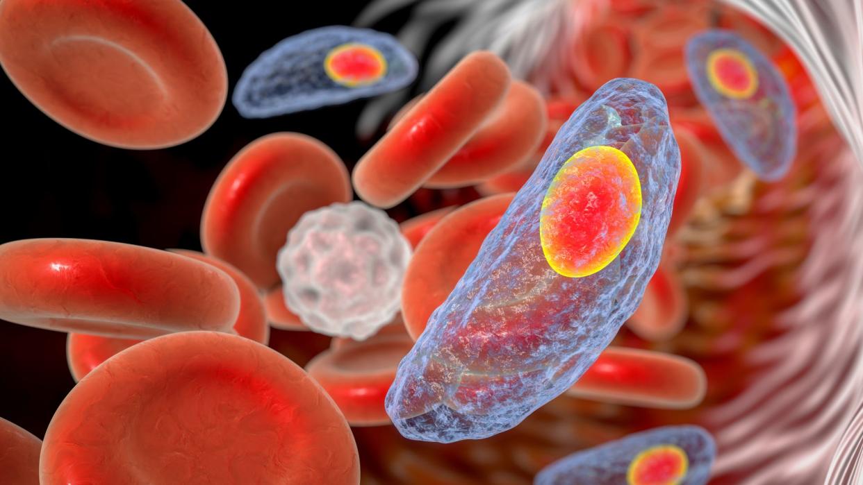  illustration of single-cell parasites floating through the bloodstream alongside blood cells  