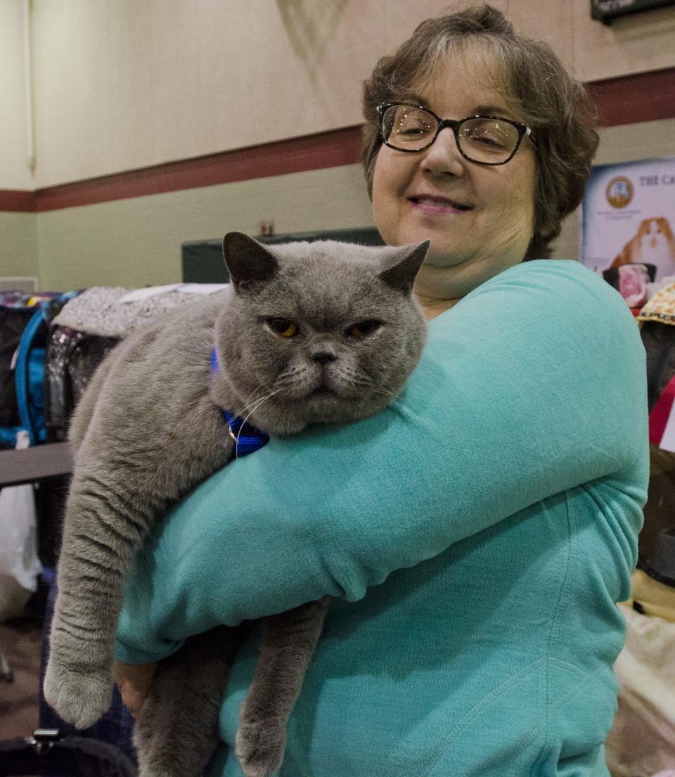 An owner shows off her petting cat, a 9-plus pound blue British Shorthair, during competition at a recent Cat Fanciers' Association cat show.