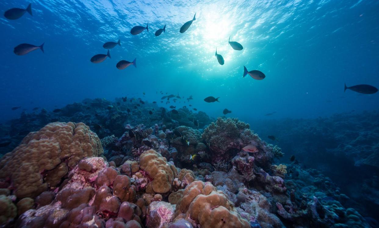 <span>Marine life in Scott Reef, a ‘coral reef paradise’ off Western Australia’s coast. Woodside Energy wants to drill into the Browse basin around it, particularly its Torosa gas fields, where wells are planned within 3km of the reef.</span><span>Photograph: Alex Westover and Wendy Mitchell/Greenpeace</span>