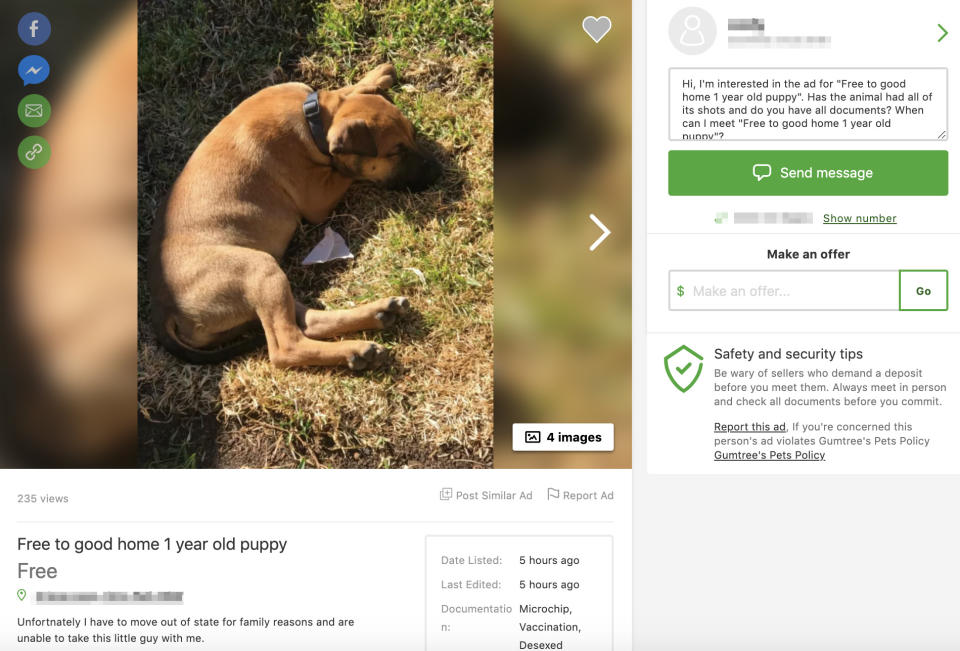 A Gumtree ad showing a free staffy. 