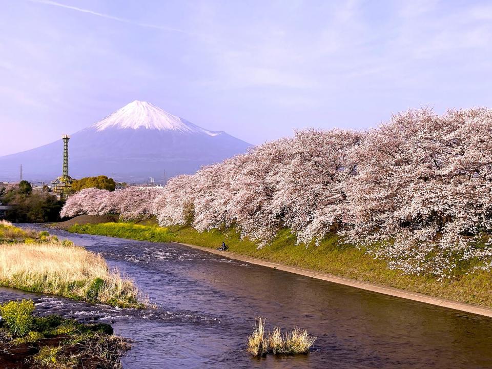 日本櫻花2024｜靜岡賞櫻三大靚景推介！富士山與櫻花交織絕景 必影櫻之馬場信玄櫻、染井吉野櫻輪流綻放