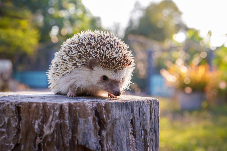 Man sollte meinen, dass ein Igel einen sehr charakteristischen Look hat. Eine Frau in England hat geglaubt einen Igel zu retten - was sie wirklich in die Tierklinik gebracht hat, ist sehr skurril. (Foto: Getty Images)