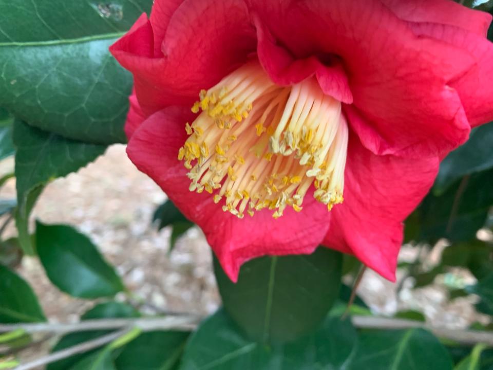 The Camellia japonica "Fashionata" is an aptly named winter blooming shrub.