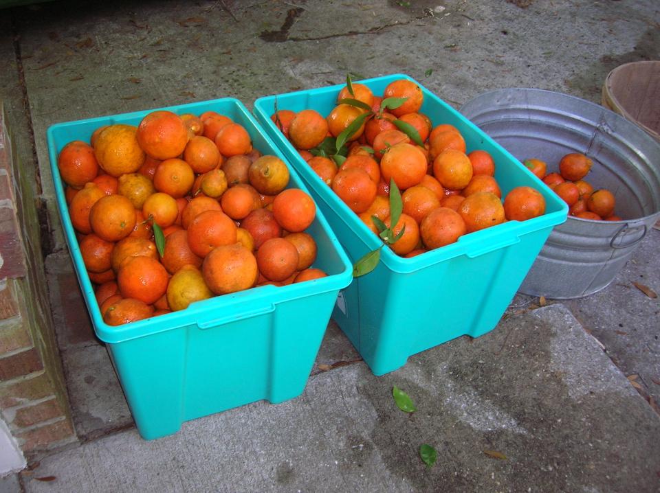 The history of oranges in Florida can be traced back to Ponce de Leon who is credited with bringing citrus to the state, with some of the earliest of groves established around St. Augustine from 1513 to 1565.