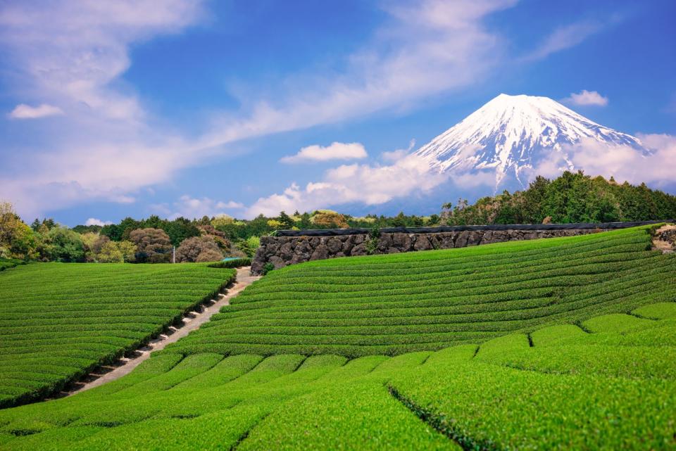 Angebaut zu Füßen des Fuji