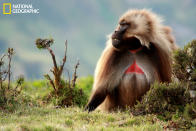 Un momento captado durante una caminata en el parque Nacional de las Montañas Simien, en Etiopía, en noviembre de 2012. (Foto y texto cortesía de Brian Shuchuk/National Geographic Your Shot) <br> <br> <a href="http://ngm.nationalgeographic.com/your-shot/weekly-wrapper" rel="nofollow noopener" target="_blank" data-ylk="slk:Clic acá;elm:context_link;itc:0;sec:content-canvas" class="link ">Clic acá</a> para más fotos de la sección de National Geographic Your Shot.