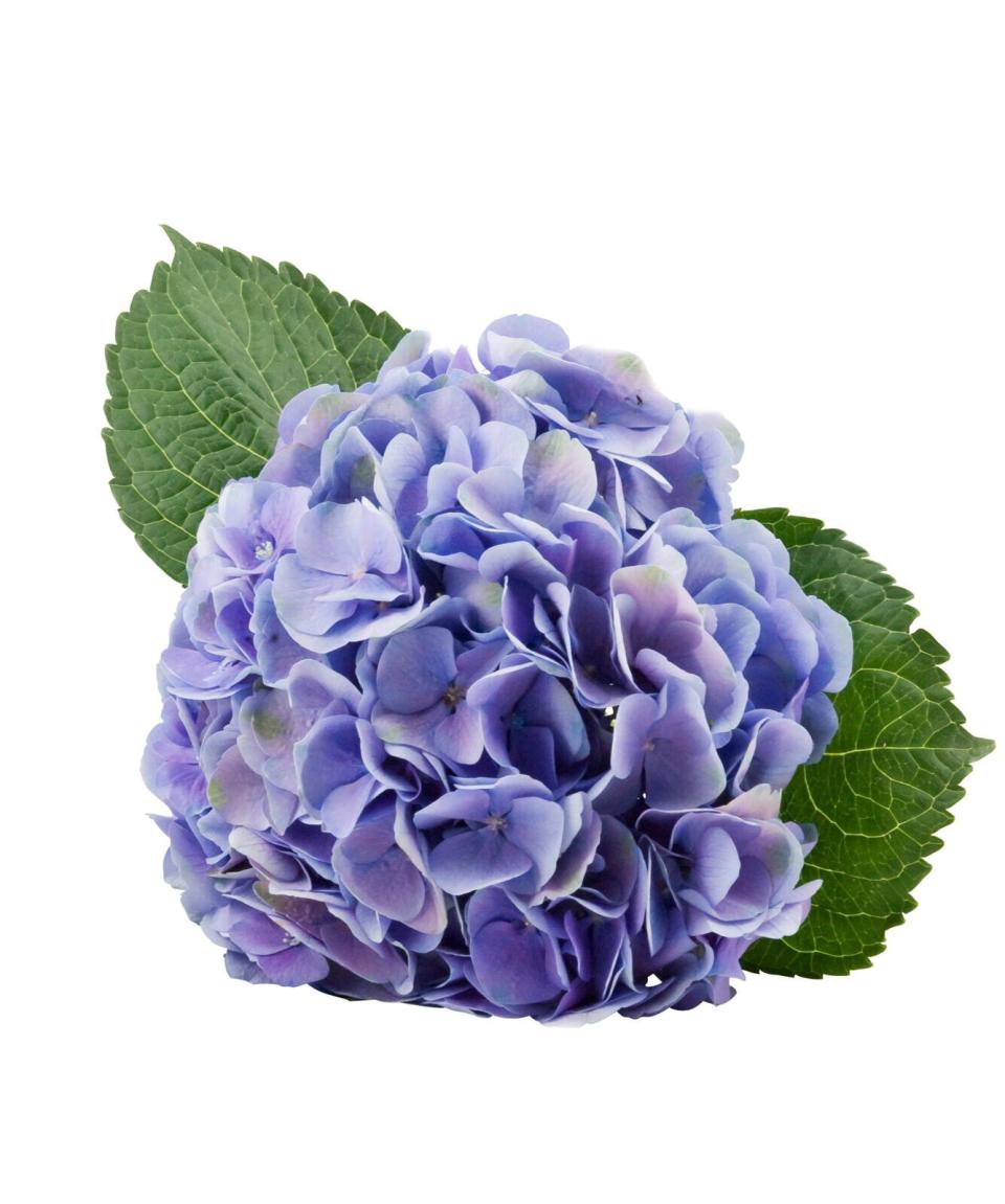 Hydrangea Flower Care Tips