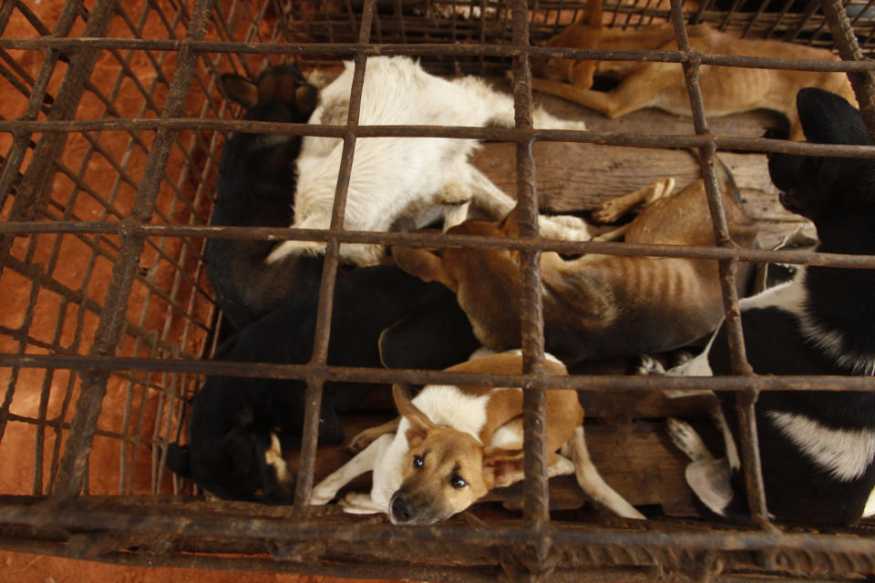 Dogs lay in a cage in a slaughterhouse as they wait for the FOUR PAWS International, rescue them at Chi Meakh village in Kampong Thom province north of Phnom Penh, Cambodia, Wednesday, Aug. 5, 2020. Animal rights activists in Cambodia have gained a small victory in their effort to end the trade in dog meat, convincing a canine slaughterhouse in one village to abandon the business. (AP Photo/Heng Sinith)