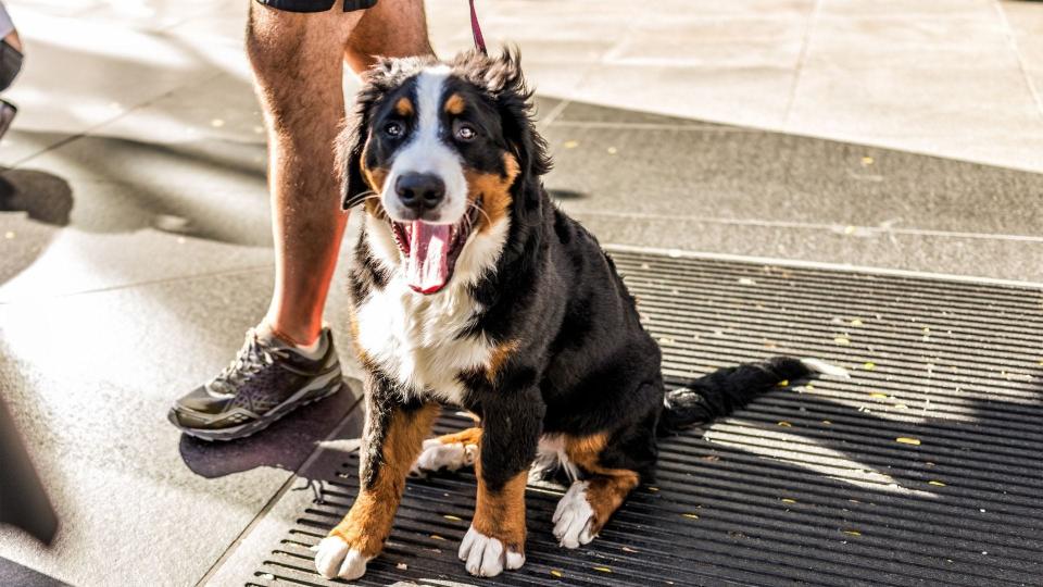 On hot days, avoid concrete and asphalt as much as possible during walks.