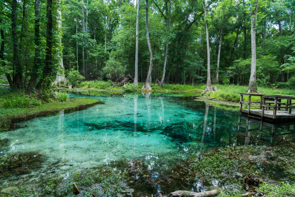 Photo of natural springs in High Springs, Florida