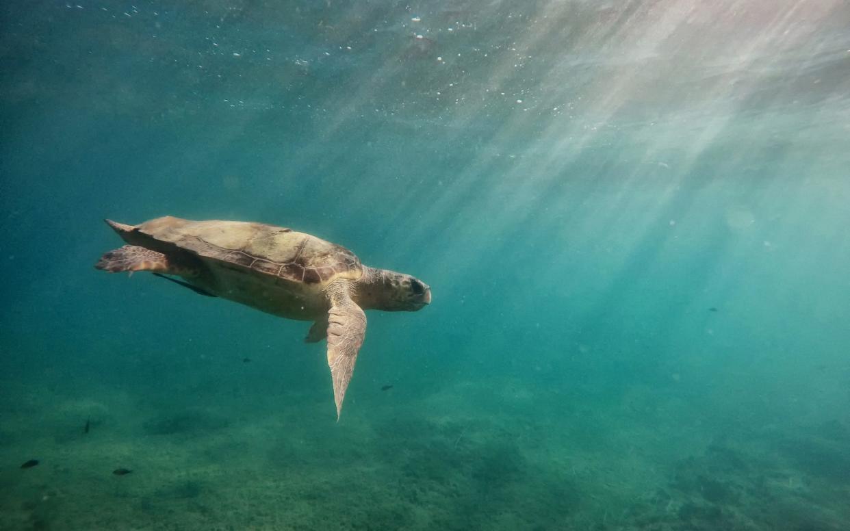 Turtles have a mysterious ability to return to the beaches where they were born - Moment RF