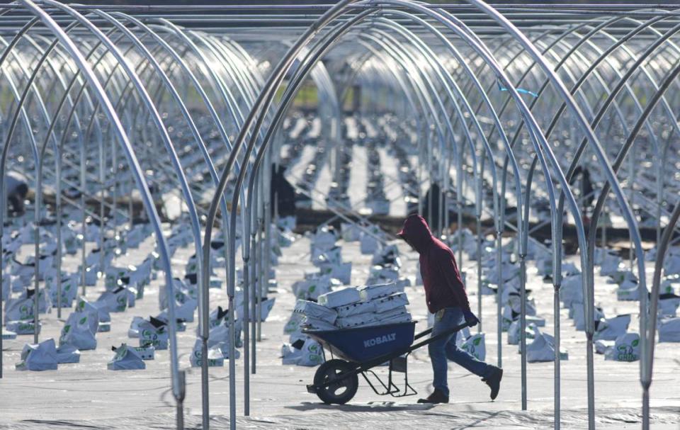 Workers were busy putting up several acres of greenhouses next to the San Luis Ranch development and Highway 101 in San Luis Obispo on Jan. 16, 2024. About 28 acres of greenhouses will be used to grow organic blueberries by Central Coast Organic Berries. They will be available at the SLO Ranch Gourmet Market and sold wholesale.