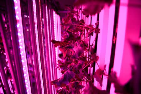 An indoor hydroponic growing system in a tower designed for leafy vegetables is seen at an urban farm in Singapore May 30, 2017. REUTERS/Thomas White