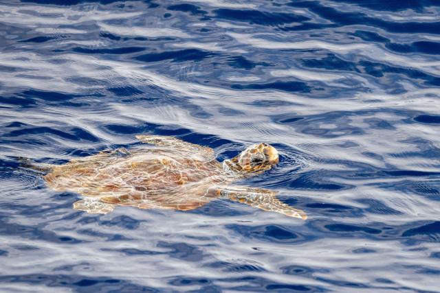 Flashing lights on fishing nets 'reduce accidental catching of turtles