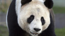 Two giant pandas arrive from China Monday morning, for a 10-year stay, first in Toronto and then on to Calgary.