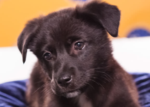 Magnolia, an 11-week-old chow chow/Labrador retriever mix, is said to be "very faithful and independent." (Photo by Keith Barraclough/DCL)