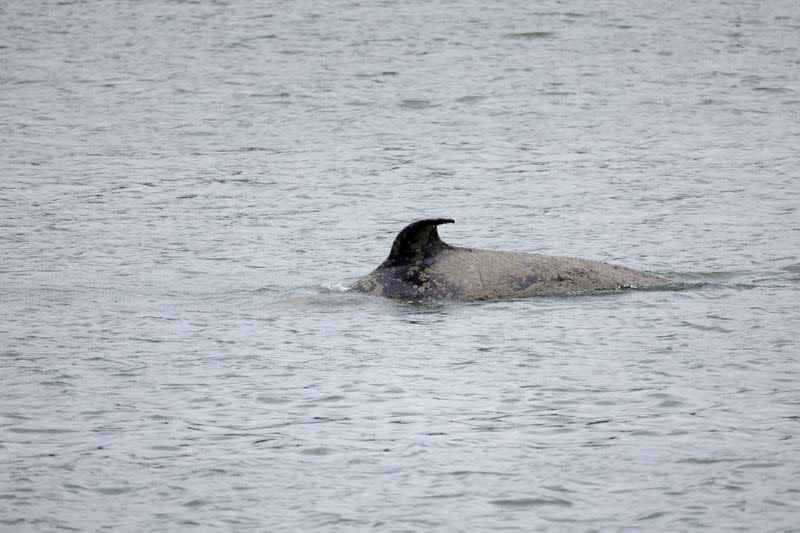 FILE PHOTO: An orca swims in the Seine river