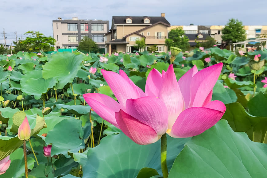 宜蘭｜冬山河休閒農業區