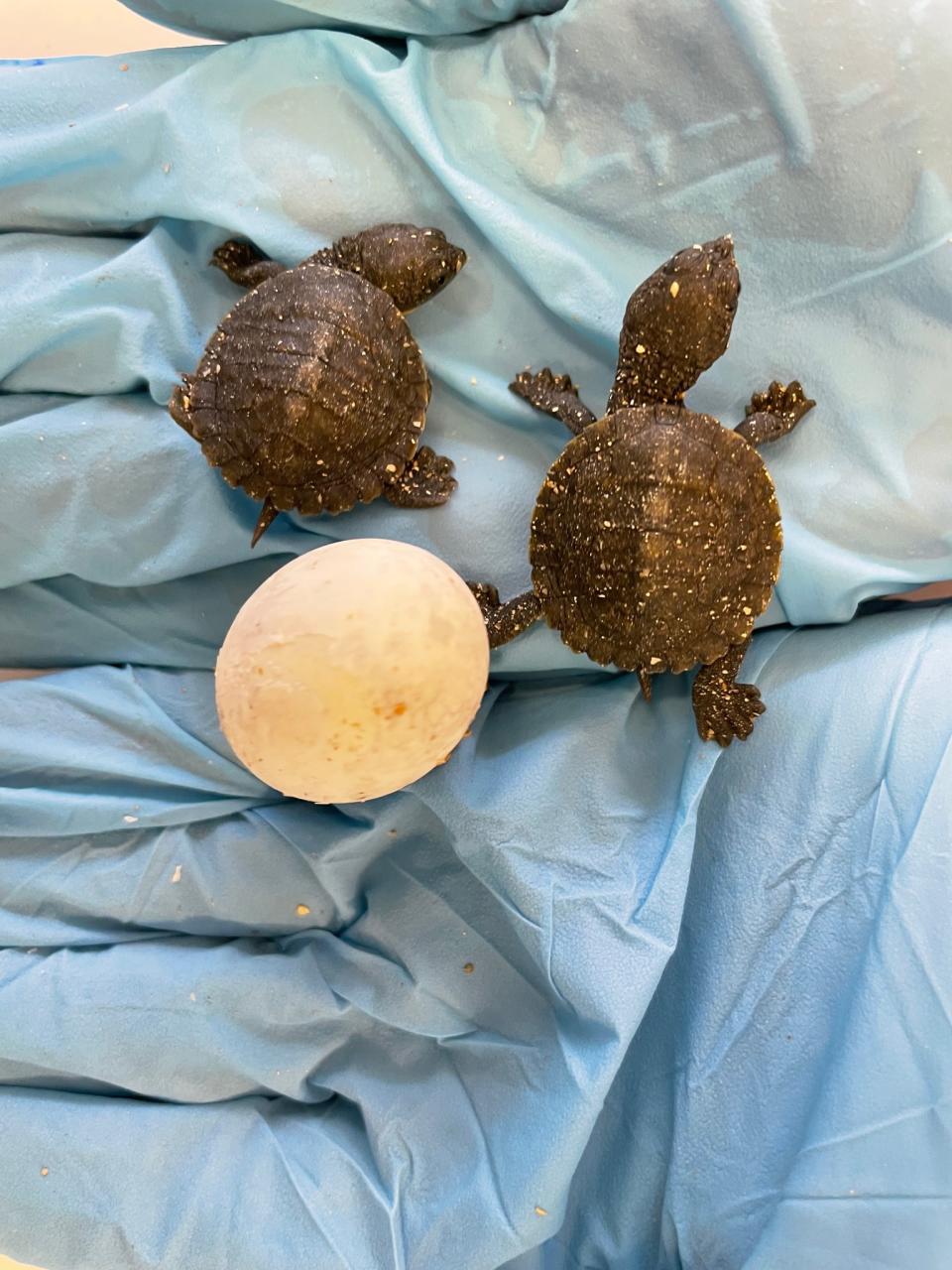 The twin turtles being held in gloved hands, along with their egg.