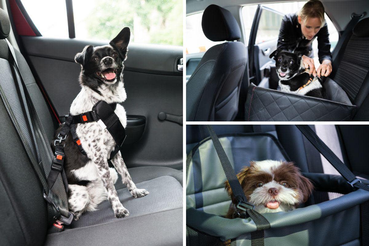 Crates, carriers and dog seat belts are just some of the ways a dog can safely travel in a car <i>(Image: Getty)</i>