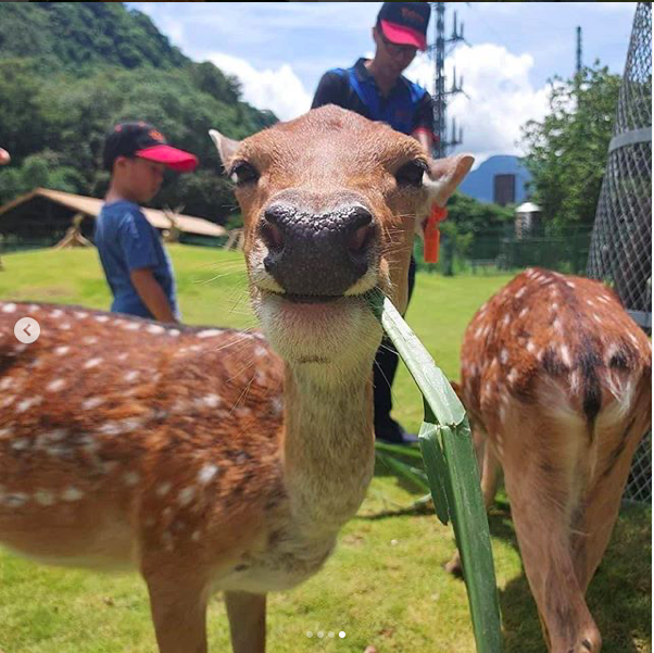 The deers up close. (Photo courtesy of Instagram/veoveoana)