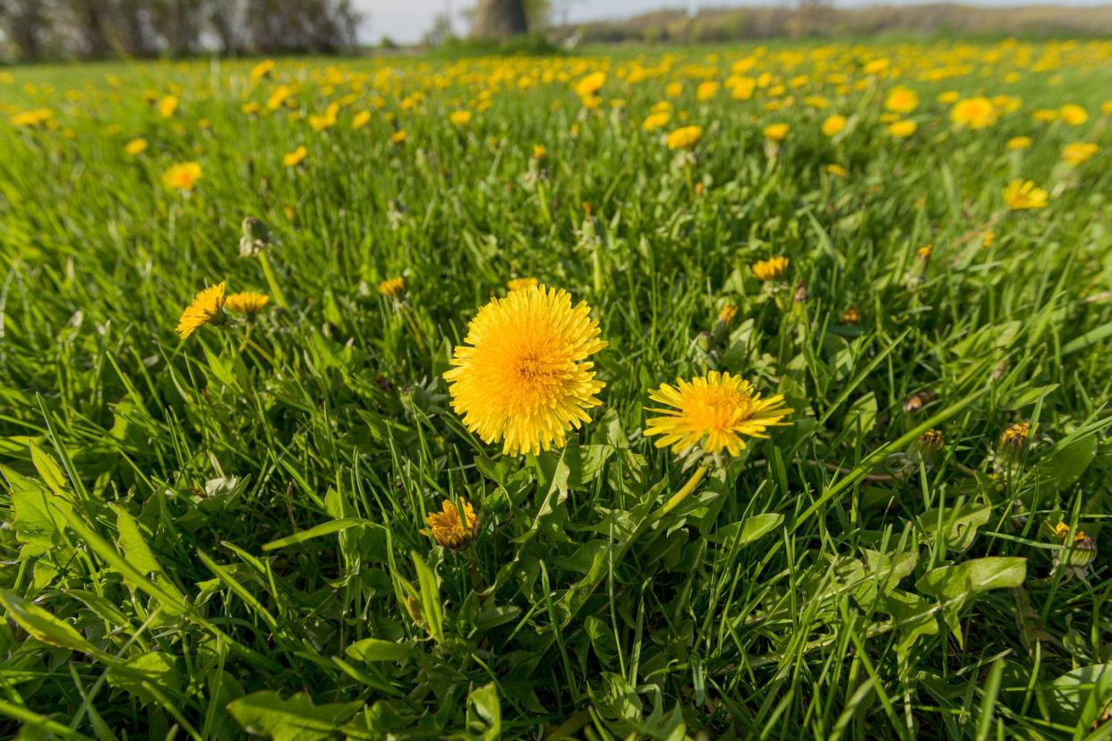 types of weeds dandelions