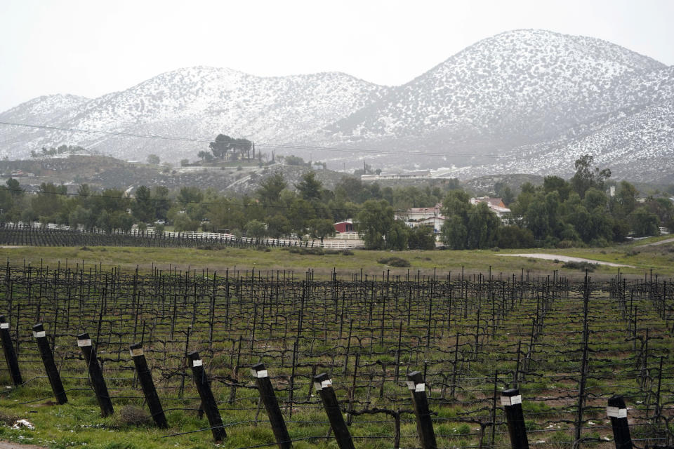 FILE - A hill is covered in snow over a vineyard Friday, Feb. 24, 2023, in Agua Dulce, Calif. From winemakers in California to startups across the Atlantic Ocean, companies are scrambling to figure out how to manage their finances after their bank, Silicon Valley Bank, suddenly shut down on Friday, March 10, 2023. The meltdown means distress not only for businesses but also for all their workers whose paychecks may get tied up in the chaos. (AP Photo/Marcio Jose Sanchez, File)