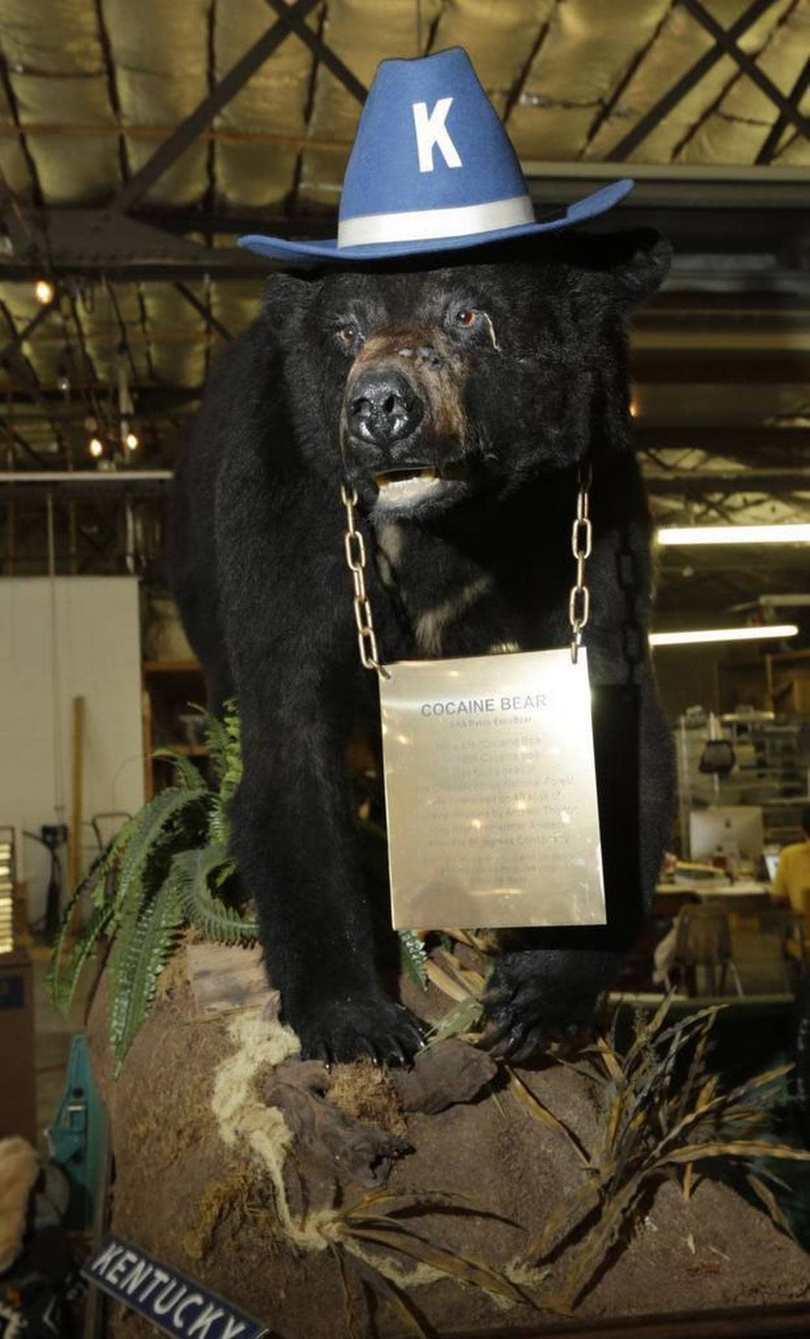 Cocaine Bear on display at the Kentucky Fun Mall on Bryan Avenue in Lexington.