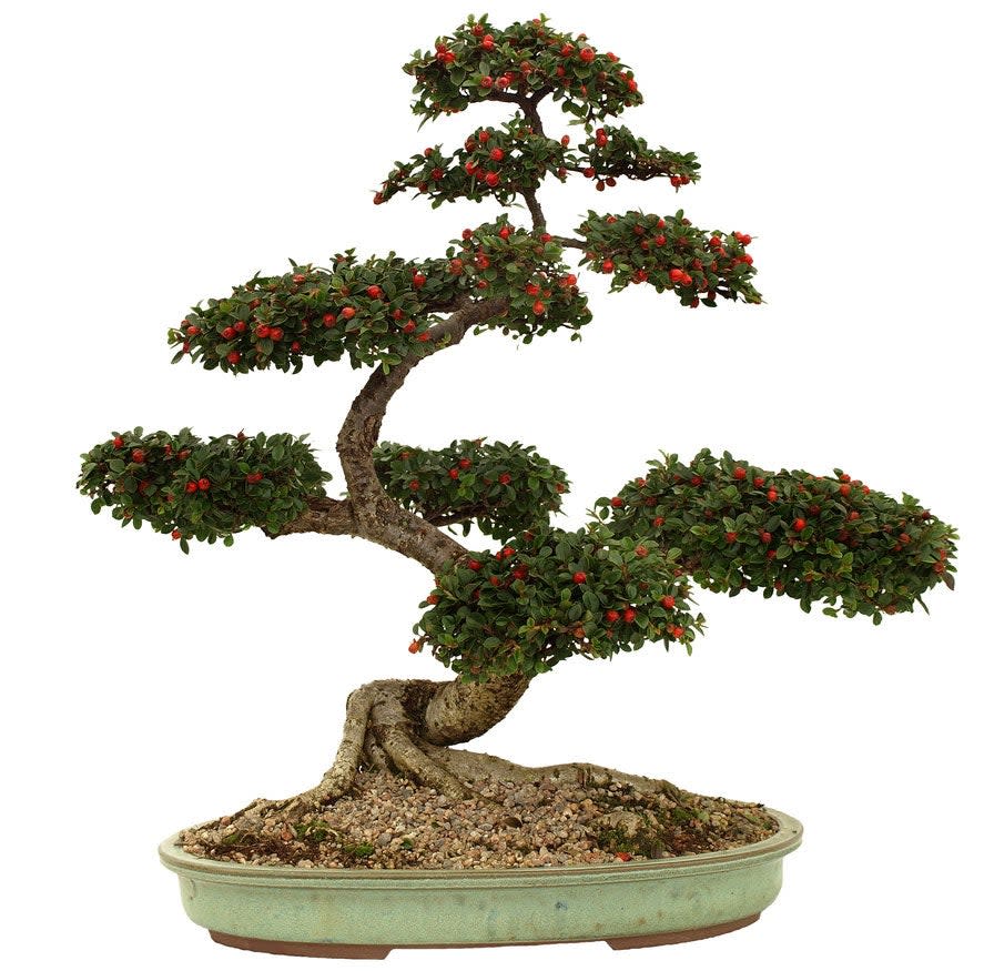 Cotoneaseter bonsai tree in a shallow green dish.