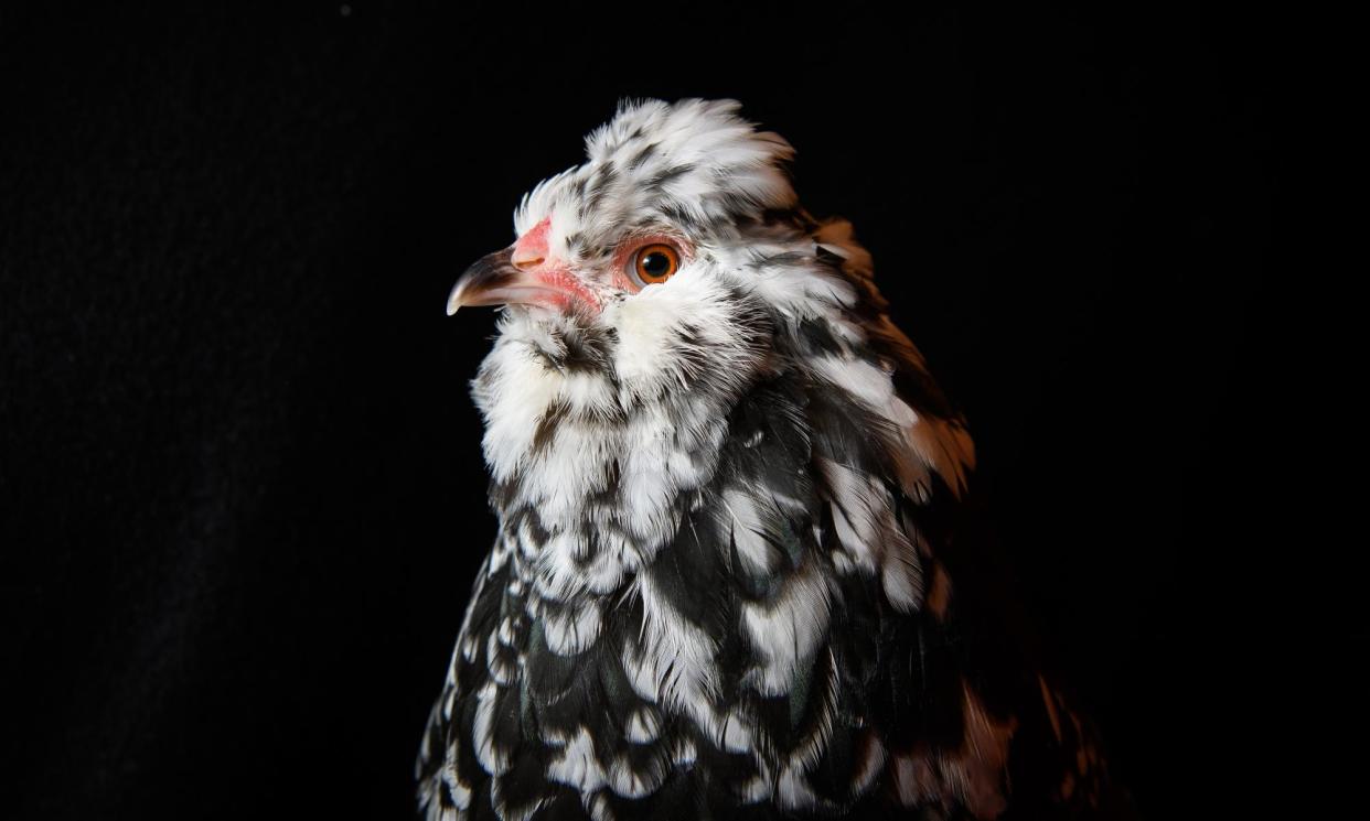 <span>A mottled araucana, one of many UK native breeds causing concern. </span><span>Photograph: Leon Neal/Getty Images</span>