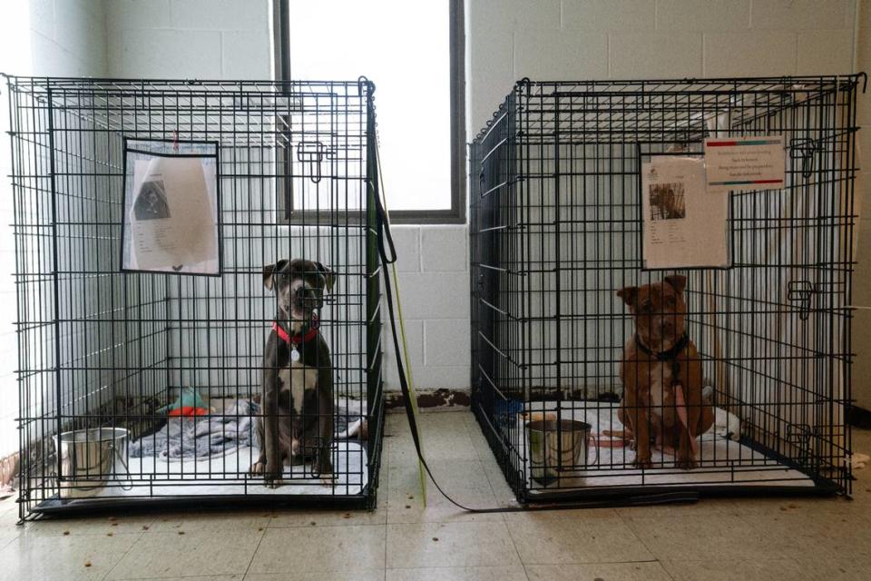 Hambone (L) and Chips (R) stare from their crates at Gateway Pet Guardians in East St. Louis on Jan. 11, 2024.