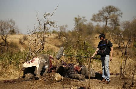 A member of a television crew records sound made by flies after a post mortem was performed on the carcass of a rhino after it was killed for its horn by poachers at the Kruger national park in Mpumalanga province August 27, 2014. REUTERS/Siphiwe Sibeko