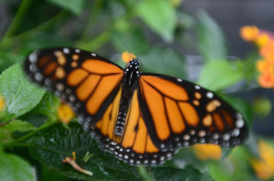 A monarch feeds on the blossoms of a lantana plant July 1 at the Butterfly House on the grounds of the Cape Cod Museum of Natural History in Brewster.