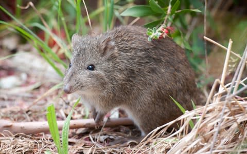 Bandicoot - Credit: getty