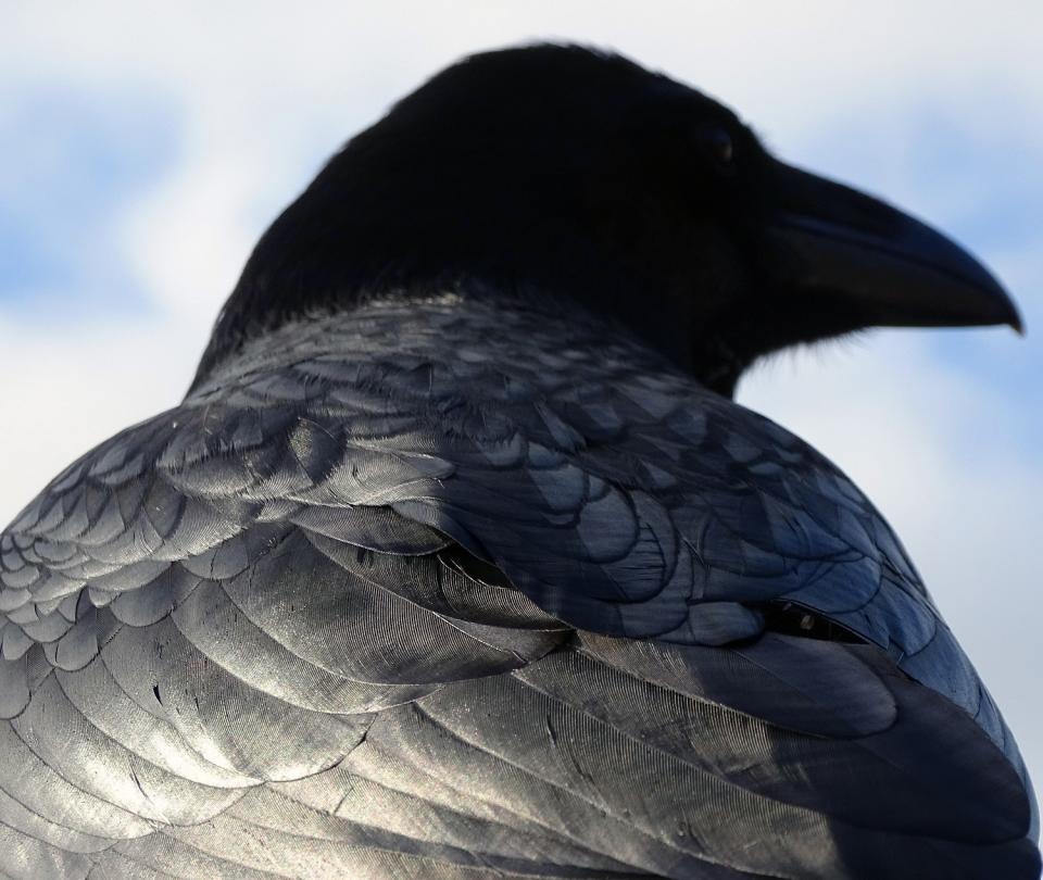 RSPCA Young Photographer of the Year