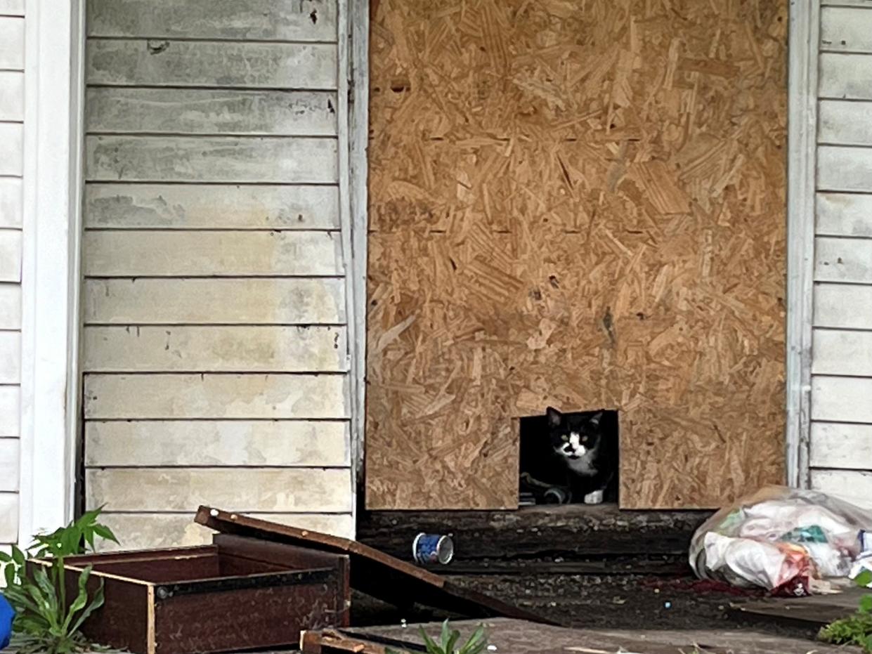 A cat peers out through a cat door city workers put in an abandoned home in the park Park Hill neighborhood.