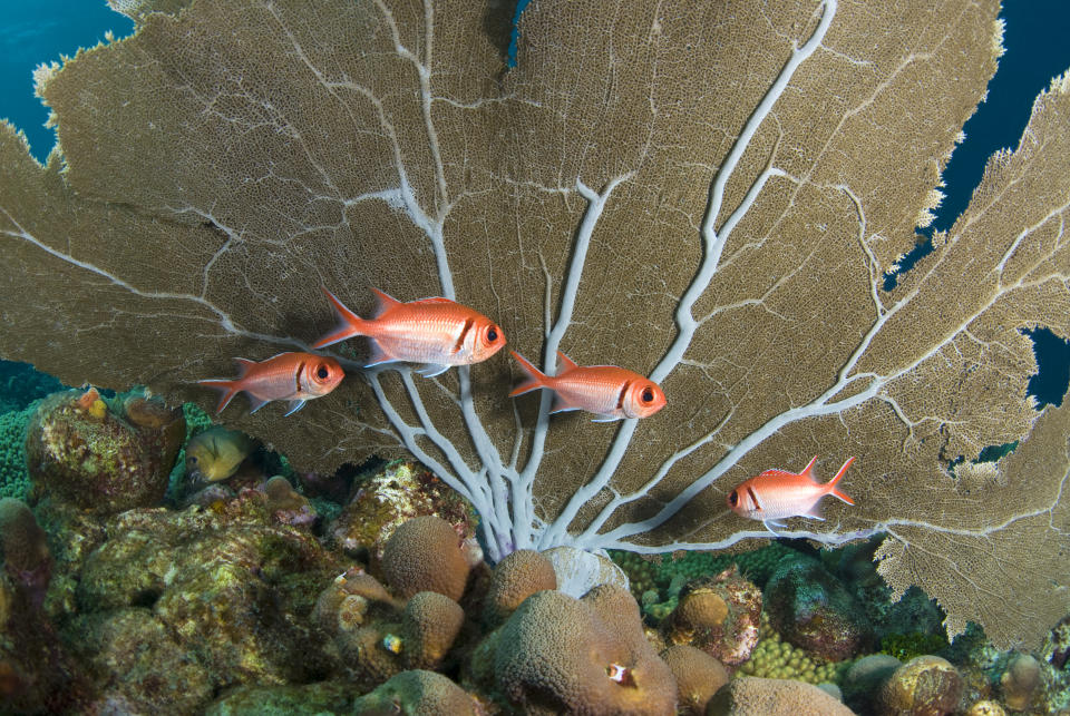 Biodiversidad marina en Curaçao. (Getty Images)