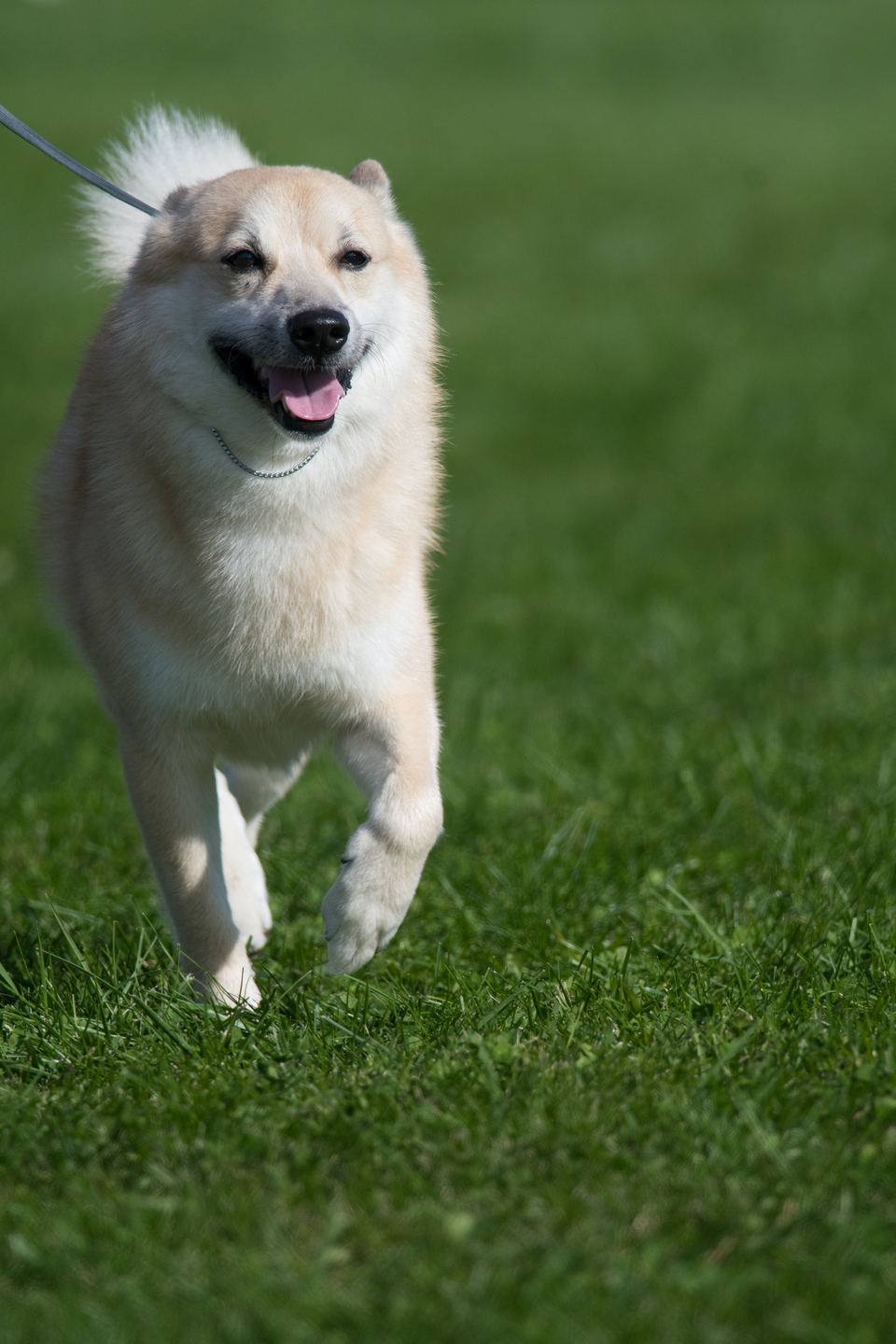 Norwegian Buhund