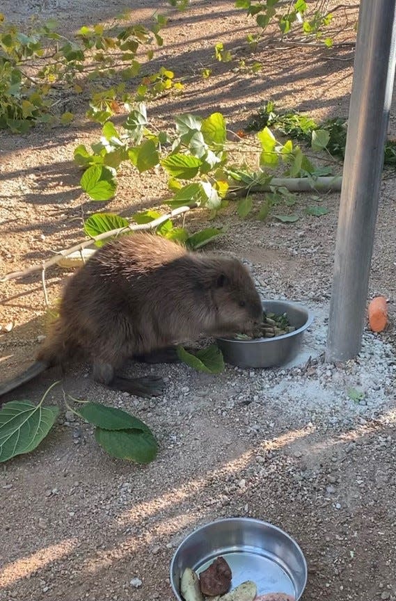 A male beaver was rescued in early December from a backyard near 44th Street and Camelback Road in Phoenix.