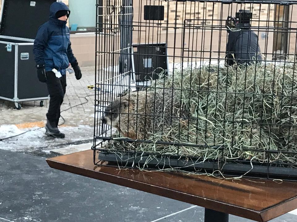 Jimmy the groundhog takes a quiet moment for himself after delivering his weather prediction at the 75th annual Sun Prairie Groundhog Prognostication event Thursday, February 2, 2023, in downtown Sun Prairie, Wisconsin.