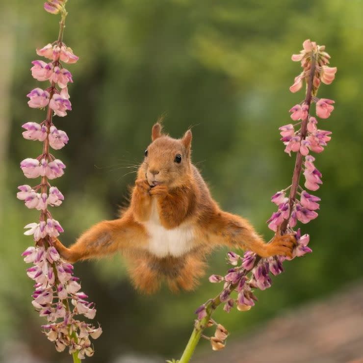 Les photos les plus drôles d’animaux