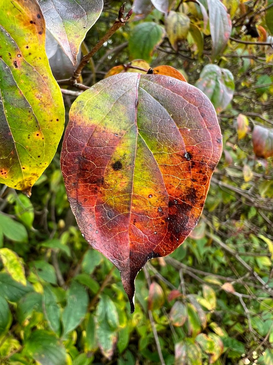 A leaf is a rainbow of colors as it makes its autumnal transition in Williston on Oct. 5, 2023.