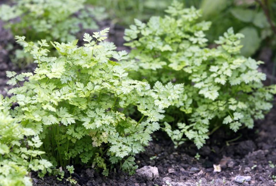 <p>Chervil is an annual, delicate herb famous for its mild aniseed flavour. According to the experts, you should make space for this one in your <a href="https://www.housebeautiful.com/uk/garden/designs/a495/garden-design-ideas/" rel="nofollow noopener" target="_blank" data-ylk="slk:garden;elm:context_link;itc:0" class="link ">garden</a> if you are frustrated by slugs because it helps to attract them.</p>