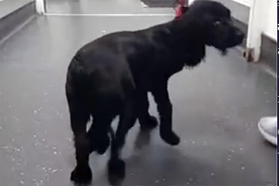 In this image made from video provided by Vicki Black, Ariel is seen with six legs before surgery, in Bristol, England, Wednesday, Jan. 17, 2024. A spaniel with six legs that was found abandoned in a supermarket parking lot is now like other dogs after having her extra limbs surgically removed. Vicki Black, director of the Langford Vets Small Animal Referral Hospital says the hospital had never seen a six-legged dog and had never performed that type of surgery. (Vicki Black via AP)