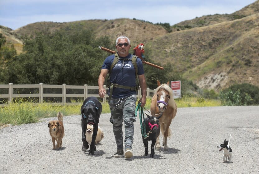 SANTA CLARITA, CA-JUNE 8, 2020: Dog trainer Cesar Millan goes for a walk on his ranch in Santa Clarita with a variety of dogs, a miniature horse, a goat and a macaw. All the animals and bird belong to Milan except for the great dane, that was visiting. (Mel Melcon/Los Angeles Times)