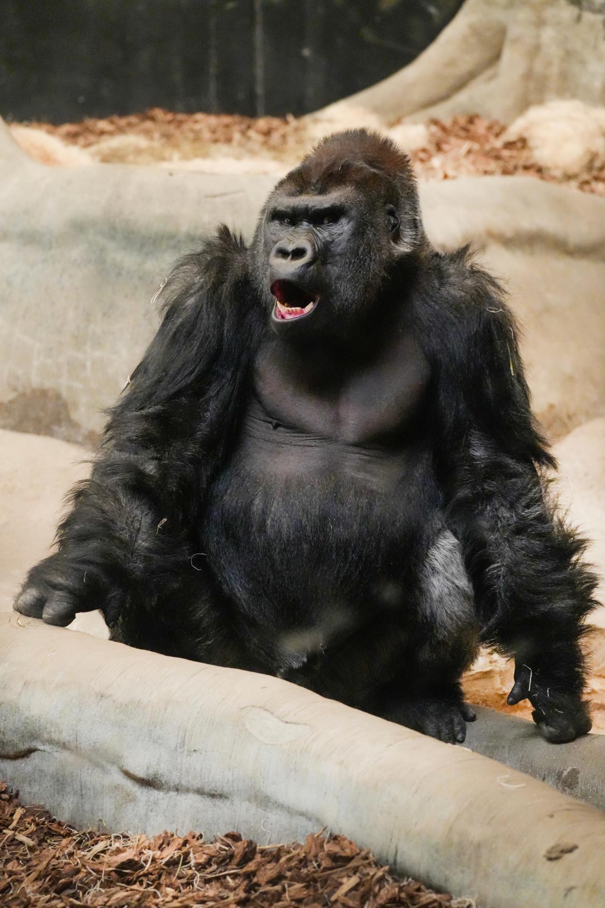 Meet Azizi, the newest edition to the Milwaukee County Zoo Tuesday, March 12, 2024. Azizi means precious treasure and the 20-year-old male came from Lincoln Park Zoo in Chicago.