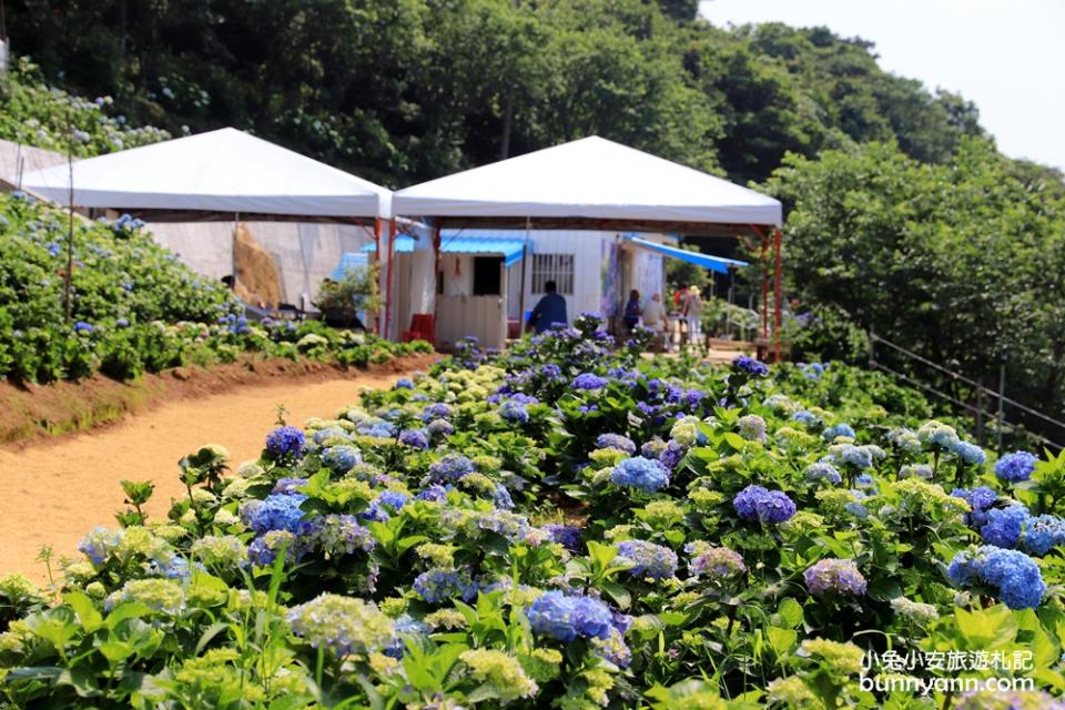 新北景點｜高家繡球花田萬里第三園區