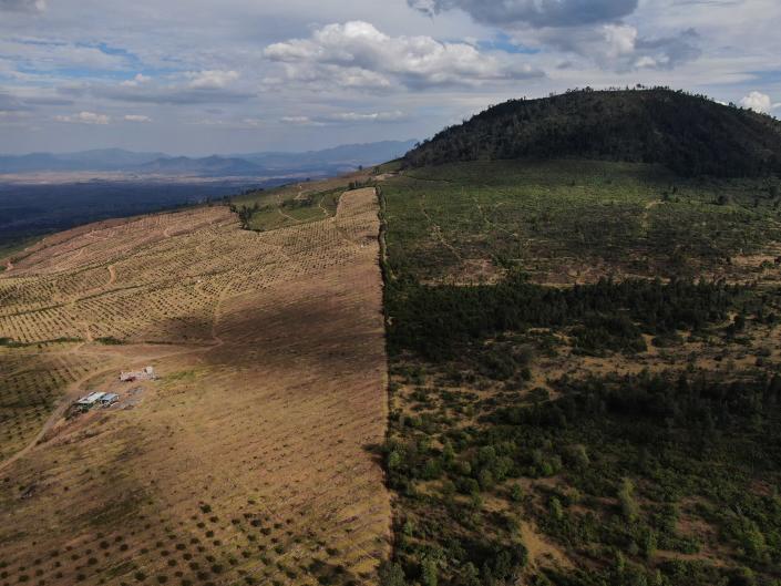 Avocados grow on denuded slopes that once held pine and fir trees in the Indigenous township of Cheran, Michoacan state, Mexico, Thursday, Jan. 20, 2022. Because of the immense amount of water they need, the expansion of avocados has come by moving into humid pine forests. (AP Photo/Fernando Llano)
